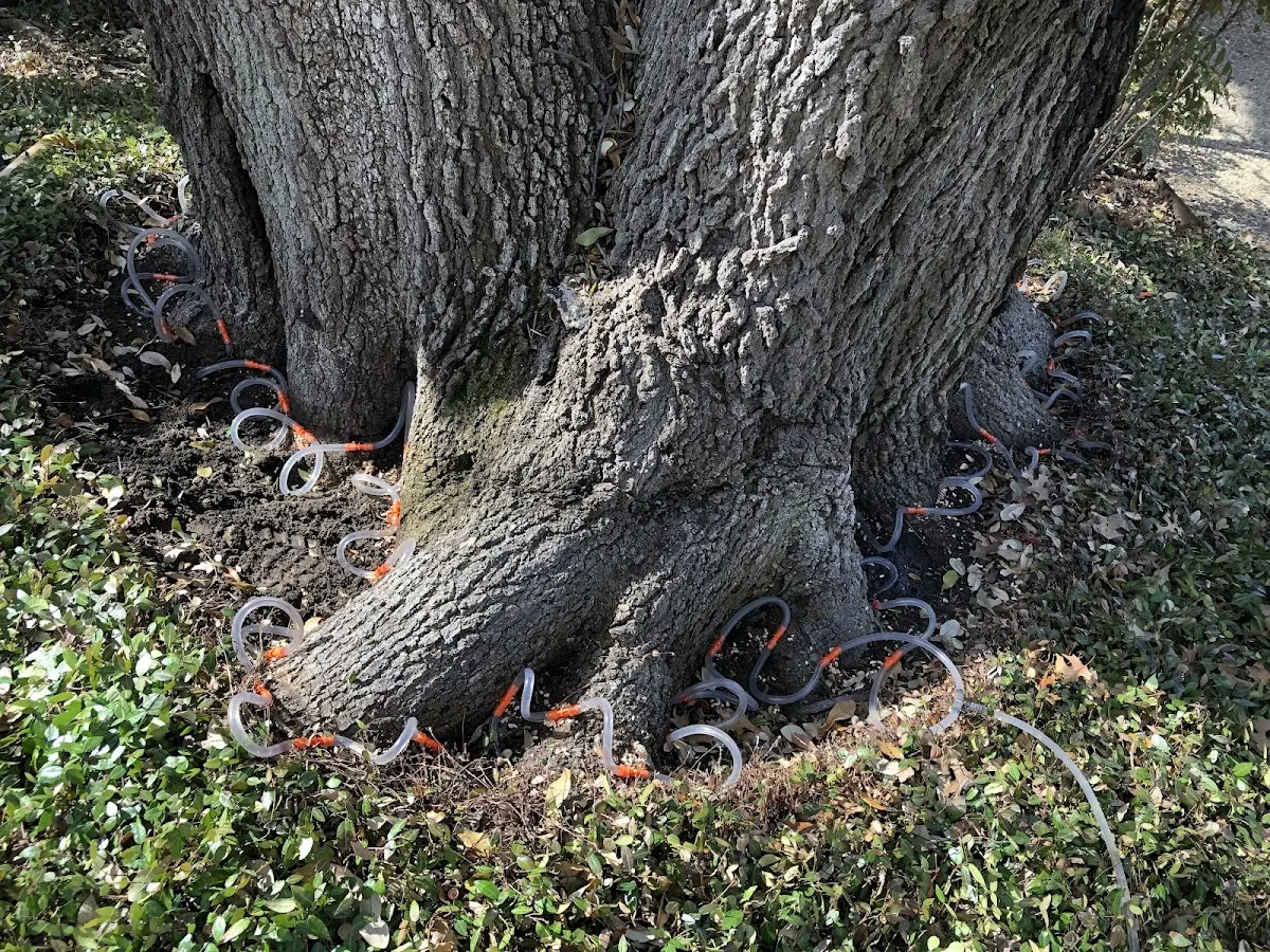 Detailed Tree Cabling and Bracing job site in Wallingford