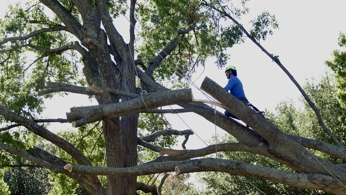 Professional Crown Thinning performed by certified arborists in Wallingford